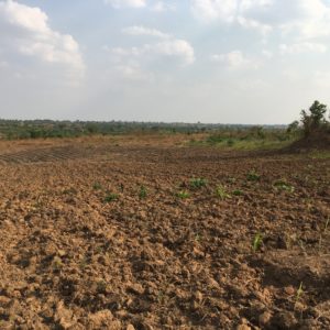 Agri-Social-Business, Kolwezi – PHASE 1