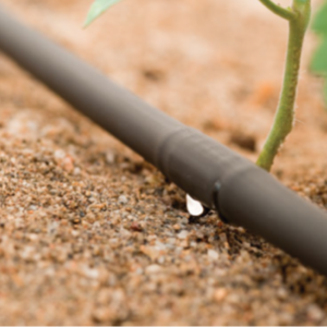 Emergency Agriculture response to Covid-19