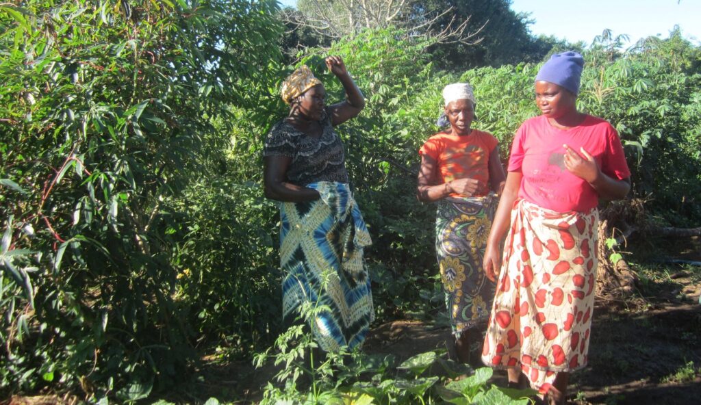 Mid-term and Final Evaluation, “From Field to Market”