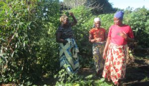 Mid-term and Final Evaluation, “From Field to Market”